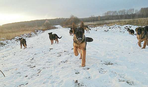 Клубные щенки немецкой овчарки в Жуковском фото 4