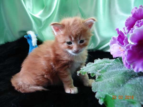 Котята породы Мейн-кун в Ярославле фото 12