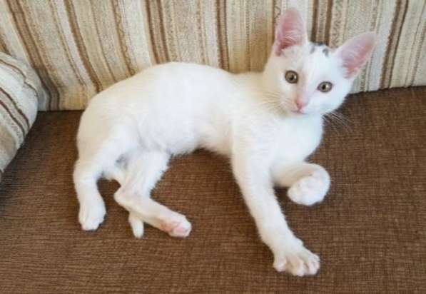 Котенок в добрые руки. Маленький Мейсон в Москве фото 20