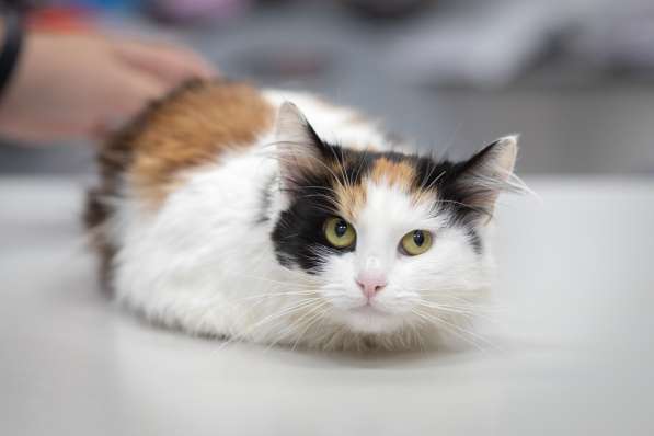 Пушистая трехцветка котенок Кусея ищет дом в Москве фото 4