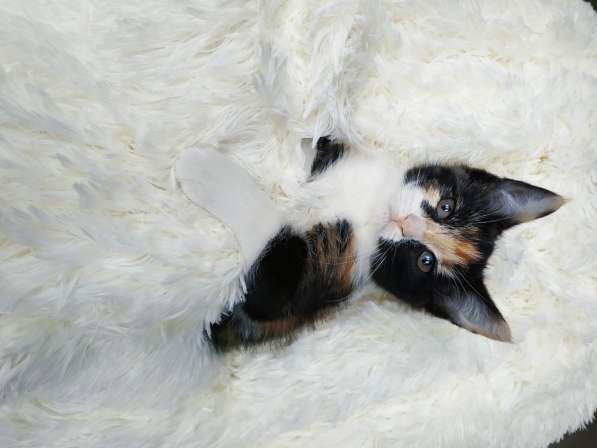 Трехцветный котенок, девочка ласкуша в Санкт-Петербурге фото 9