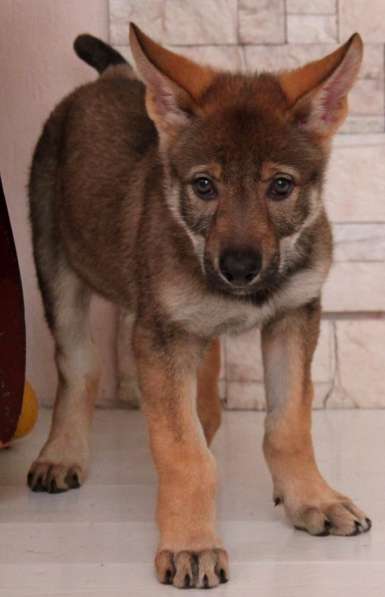 Чехословацкая волчья собака – щенки 4 месяца