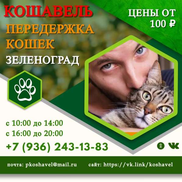 Передержка кошек в Москве фото 6