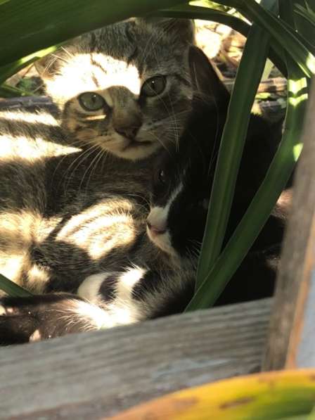 Котята ищут новых любящих хозяев в Железногорске фото 5