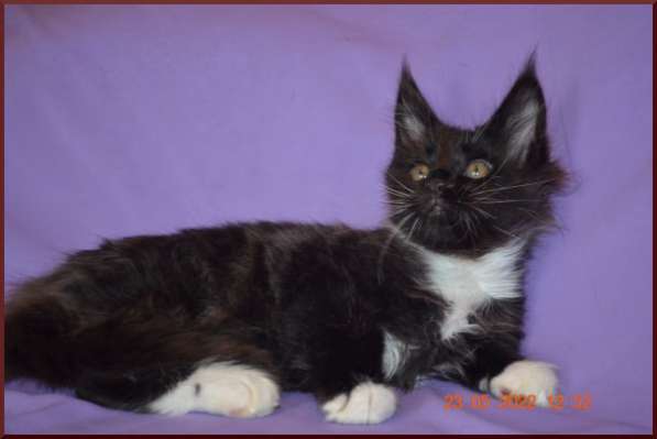 Роскошный черный котик мейн-кун из питомника в Астрахани фото 28