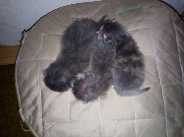 Котята Русской Голубой кошки в Уфе фото 6