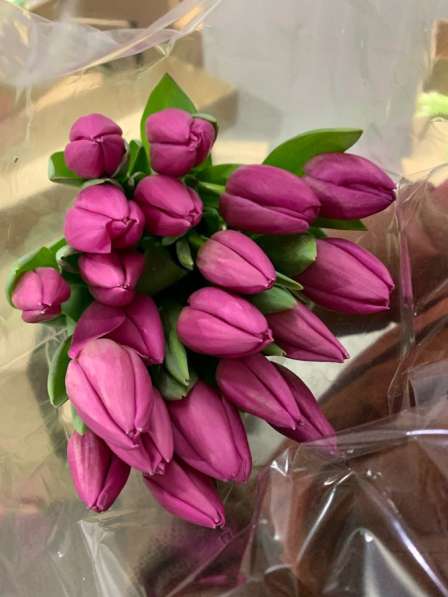 Тюльпаны к 8 марта! в Улан-Удэ