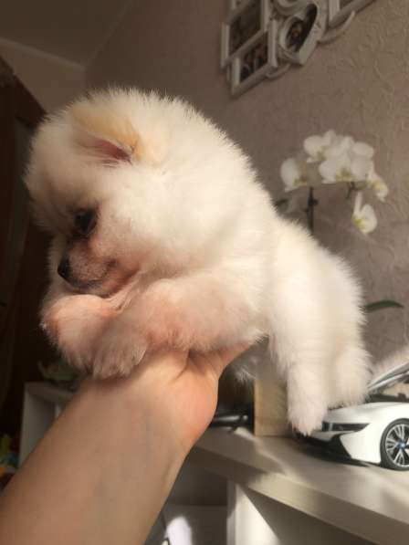 Продаются щенки шпица в фото 20