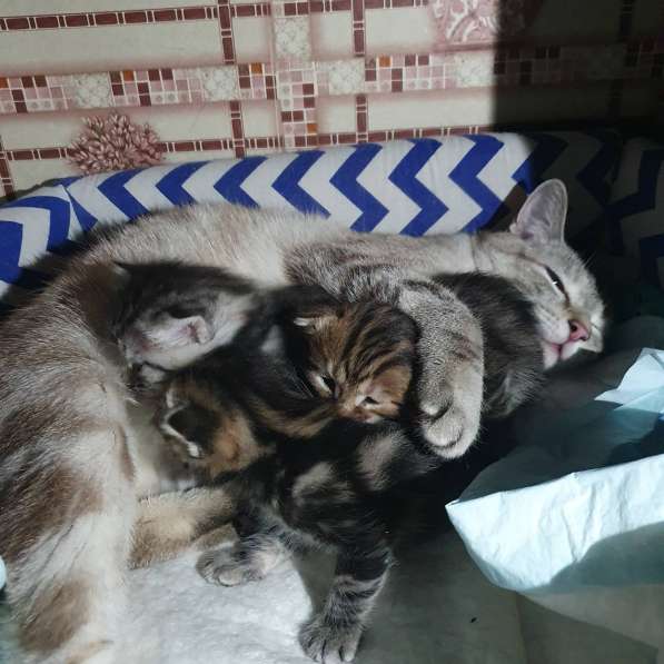 Курильчата в Саранске фото 15