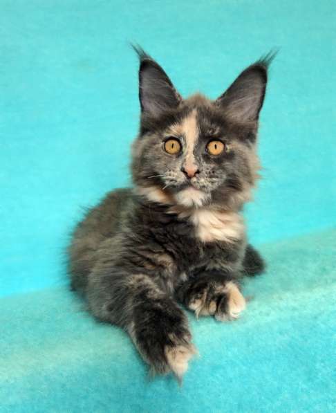 Кошечка мейн-кун из питомнника в Казани фото 28