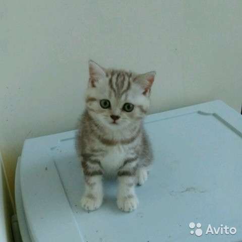 Коты на вязку котята-вислоухие и прямоухие в Костроме фото 4