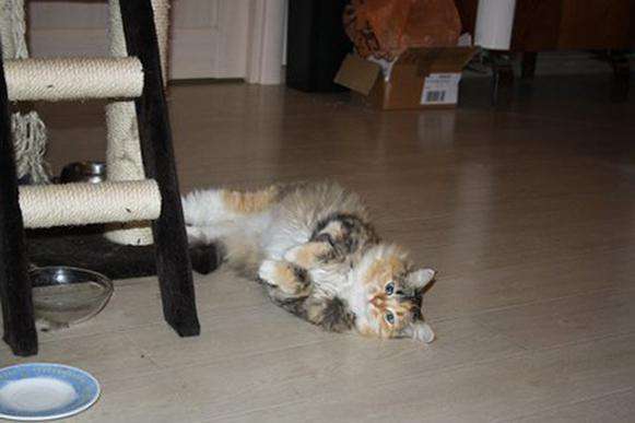 Особенная кошка Муся пушистая красавица в поисках дома. в Москве фото 3