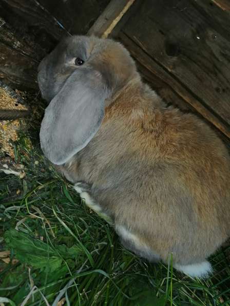 Кролики породы баран в Саратове