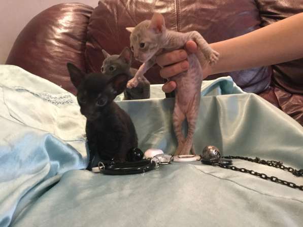 Котята Корнишрекс породистые в Санкт-Петербурге фото 9