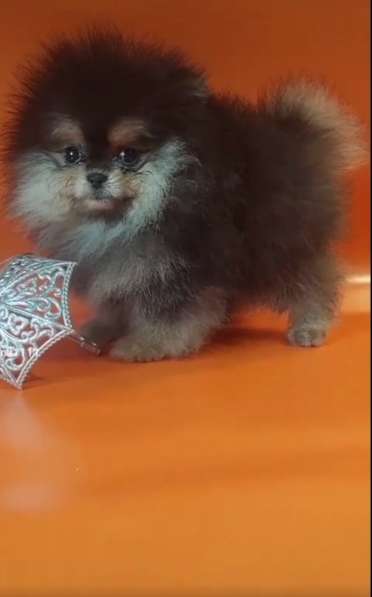 Pomeranian spitz. Mini girl в фото 6