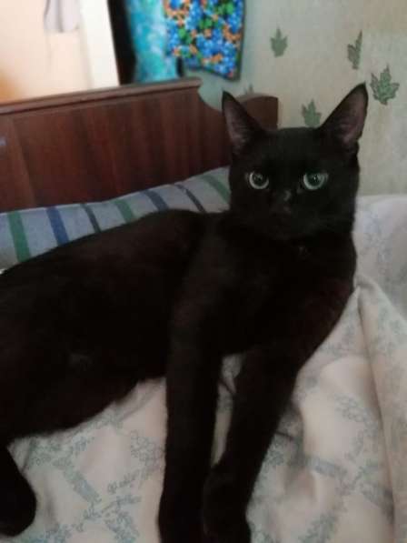 Бурманский шоколадно-черный синеглазый кот Сапфир в дар в Москве фото 3
