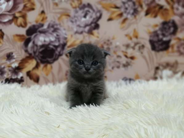 Без кота и жизнь не та!