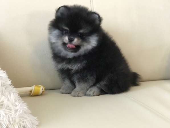 Pomeranian spitz. Black tan girl в фото 8