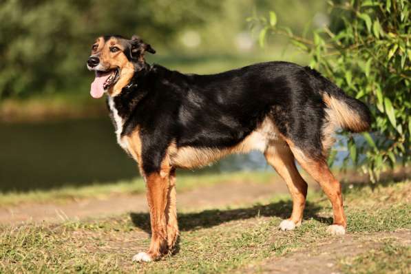 Метис овчарки Рекс ищет дом