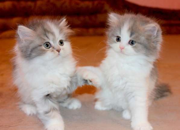 Шотландский котёнок Матильда) в Екатеринбурге фото 7