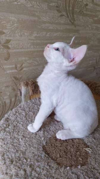 Девон рекс в Санкт-Петербурге фото 7