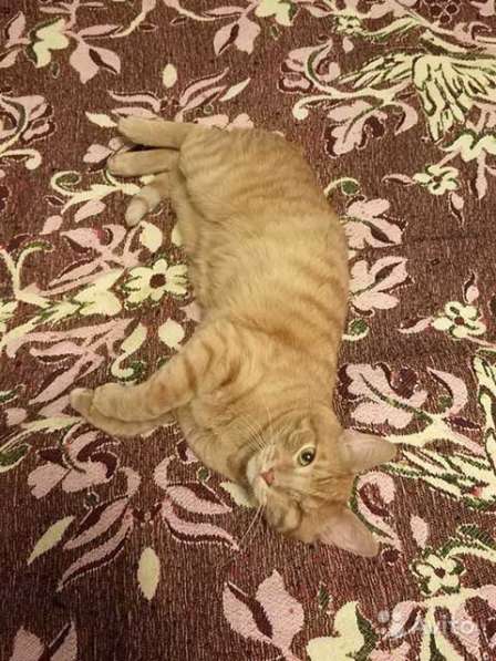 Добрейший солнечный молодой котик Рыжик ищет дом в Москве фото 4