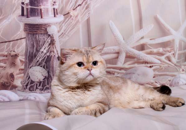 Котята разных пород и окрасов, алиментные котята в Москве