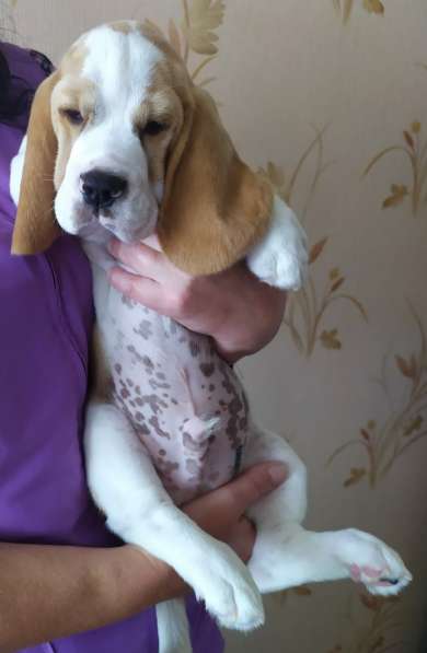 Бигльс документами РКФ в Санкт-Петербурге фото 9