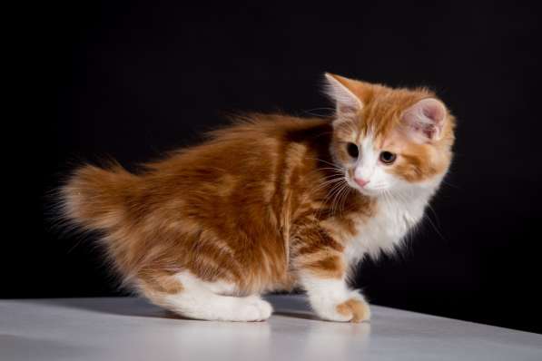 Курбобы- котята от Чемпиона Мира в Уфе фото 24