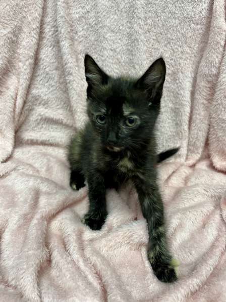 Котенок в добрые руки в фото 6