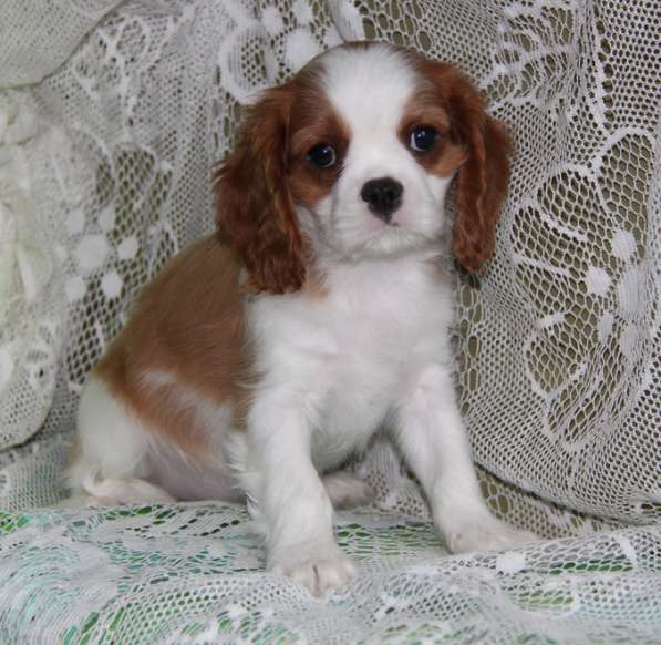 Кавалер Кинг Чарльз Спаниель (крови Франция) в Москве фото 14
