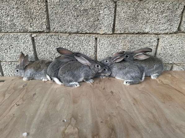 Кролики СОВЕТСКАЯ ШИНШИЛА в Хасавюрте фото 6