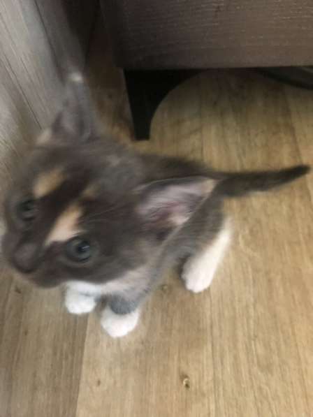 Котята в добрые руки в Тюмени фото 3