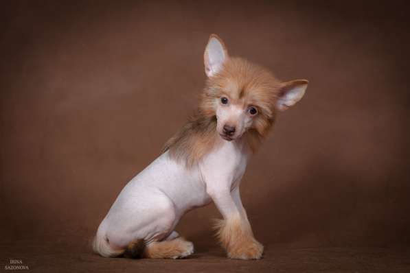 Голый мальчик Китайской хохлатой собаки в Москве фото 14