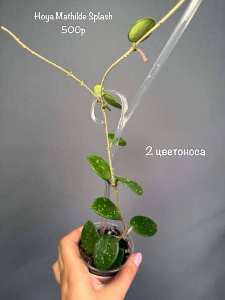 Хойи укорененные в Москве