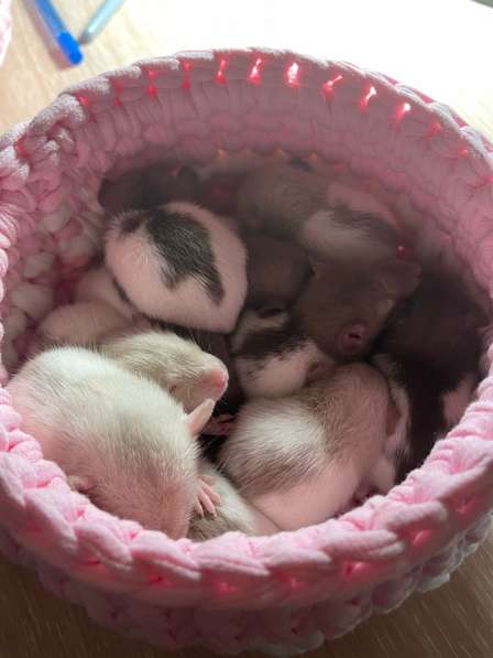 Крысы Дамбо(крысята) в Курске фото 3