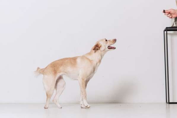 Белочка - собачка без части задних лапок ищет своего человек в Москве фото 9