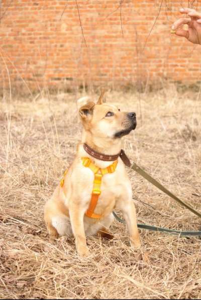 Джо и Ася ищут хоязина в Калуге