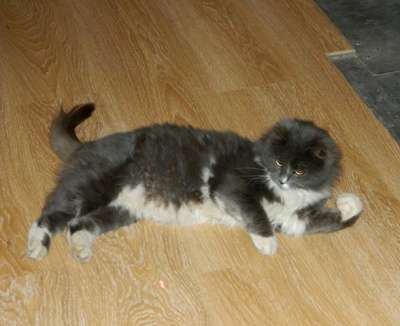 Отдам даром Пушистая красавица ищет дом! в Санкт-Петербурге