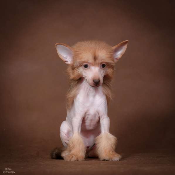 Голый мальчик Китайской хохлатой собаки в Москве фото 12
