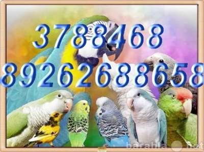 Чудные - Элитные попугаи из Питомника.