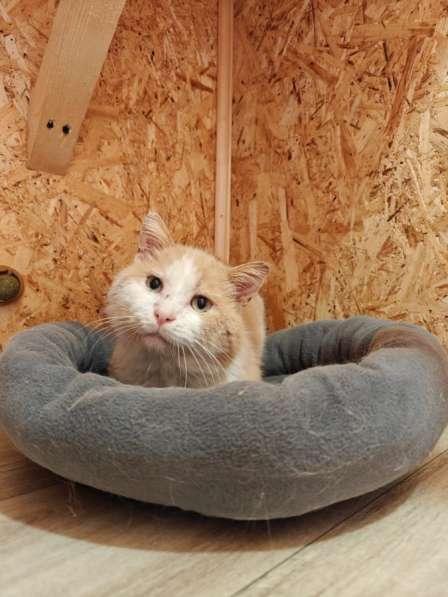 Отдам рыжего котика бесплатно ? в Ногинске