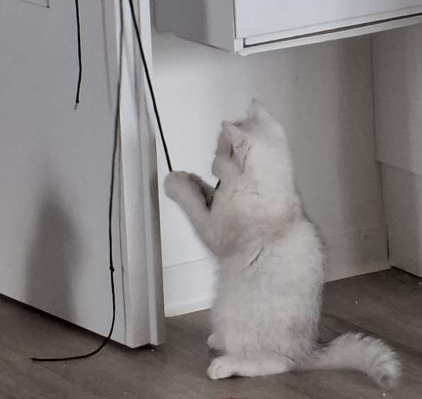 Британские котята в фото 10