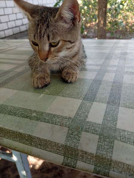 Котенок в дар в фото 8