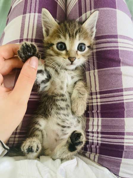 Котята в добрые руки!