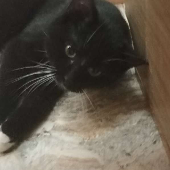 Маркиз в добрые руки в фото 5