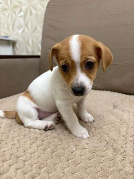 Щенки породы джек рассел терьер в Брянске фото 7