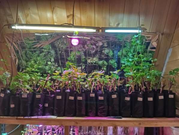 Саженцы винограда Южного Подмосковья в Чехове фото 4