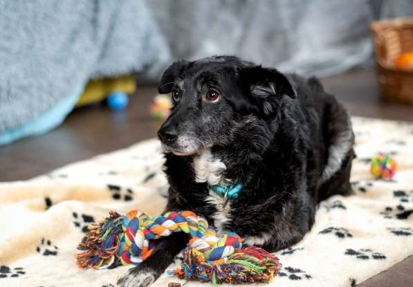 Пушистый Дедуля мечтает стать домашним