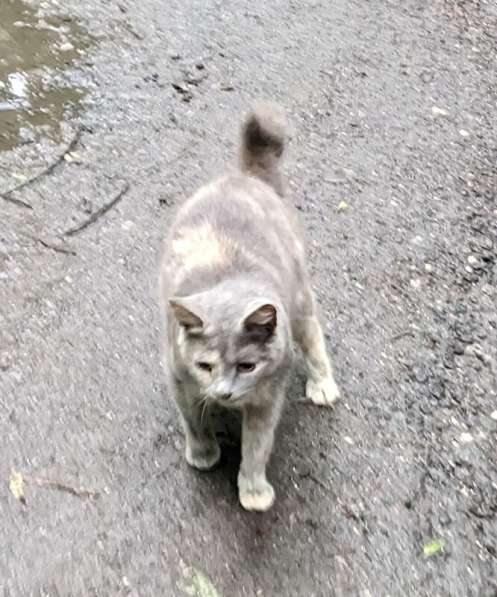 Трехцветная кошечка погибает на улице в Москве